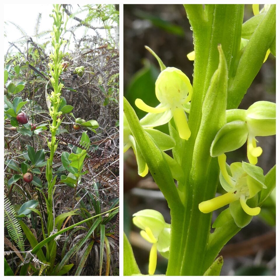 Habenaria praealta - ORCHIDOIDEAE - Indigene Reunion - 20230524_130726.jpg