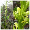 Habenaria praealta - ORCHIDOIDEAE - Indigene Reunion - 20230524_130726.jpg