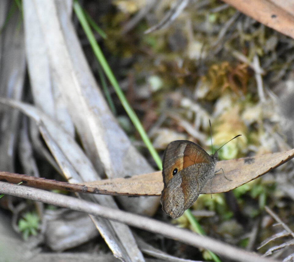 Heteropsis narcissus borbonica - Satyre de Bourbon - NYMPHALIDAE - Endemique Reunion - MB3_2299b.jpg