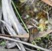 Heteropsis narcissus borbonica - Satyre de Bourbon - NYMPHALIDAE - Endemique Reunion - MB3_2299b.jpg