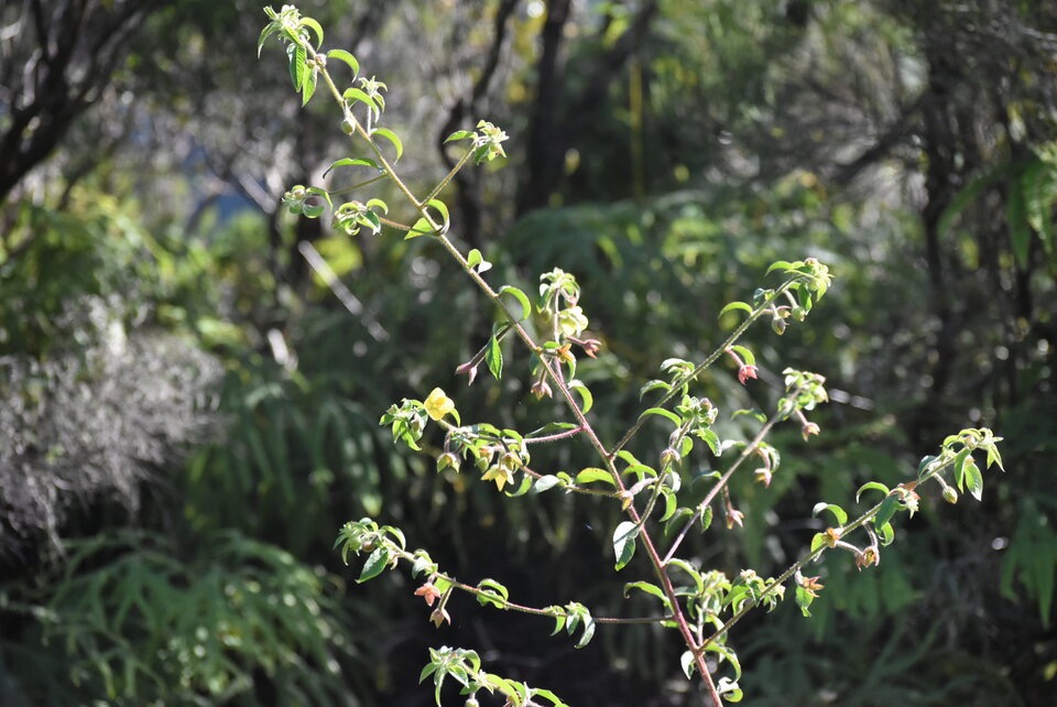 Ludwigia octovalvis - Herbe bourrique - ONAGRACEAE - Indigene Reunion - MB3_2213.jpg