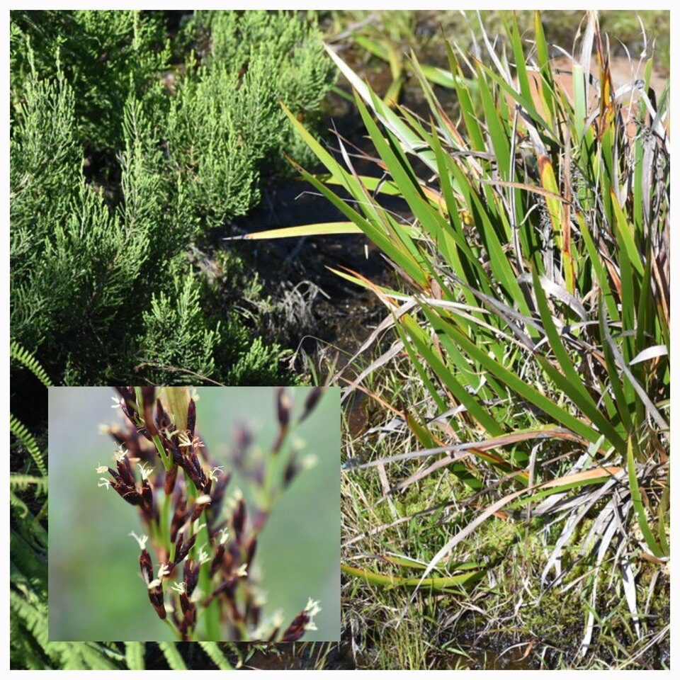 Machaerina iridifolia - Paille sabre - CYPERACEAE - Endemique Reunion Maurice - .jpg