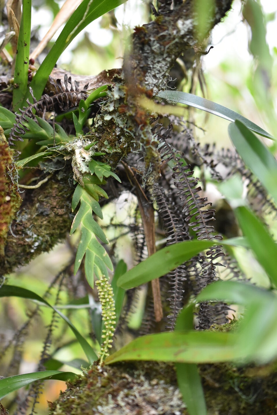 Oberonia disticha - EPIDENDROIDEAE - Indigene Reunion - MB3_2249.jpg