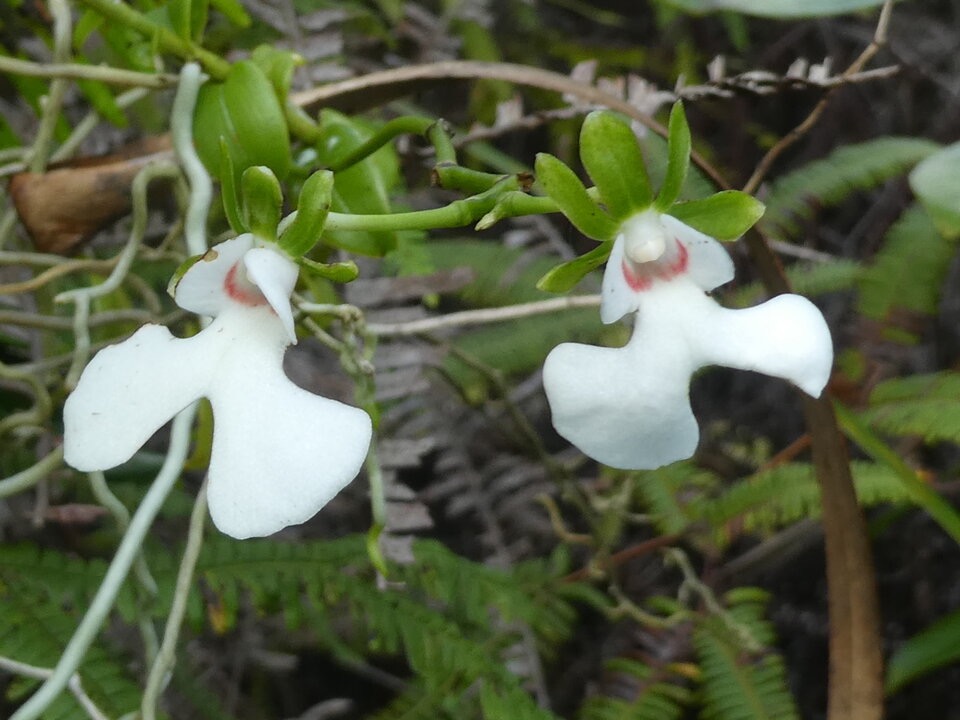 Oeonia rosea - EPIDENDROIDEAE - Indigene Reunion - P1060643.jpg