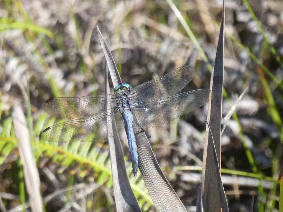 Orthetrum stemmale - LIBELLULIDAE - Indigene Reunion - P1060564.jpg