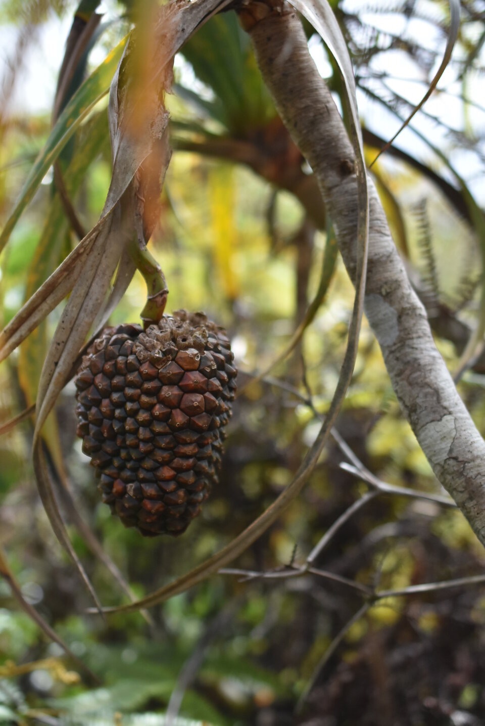 Pandanus montanus - Pimpin des hauts - PANDANACEAE - Endemique Reunion - MB3_2256.jpg