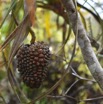 Pandanus montanus - Pimpin des hauts - PANDANACEAE - Endemique Reunion - MB3_2256.jpg