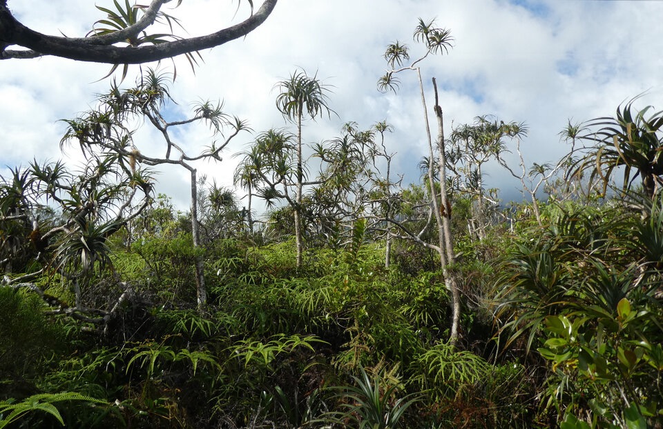 Paysage de la Pandanaie - P1060598c.jpg