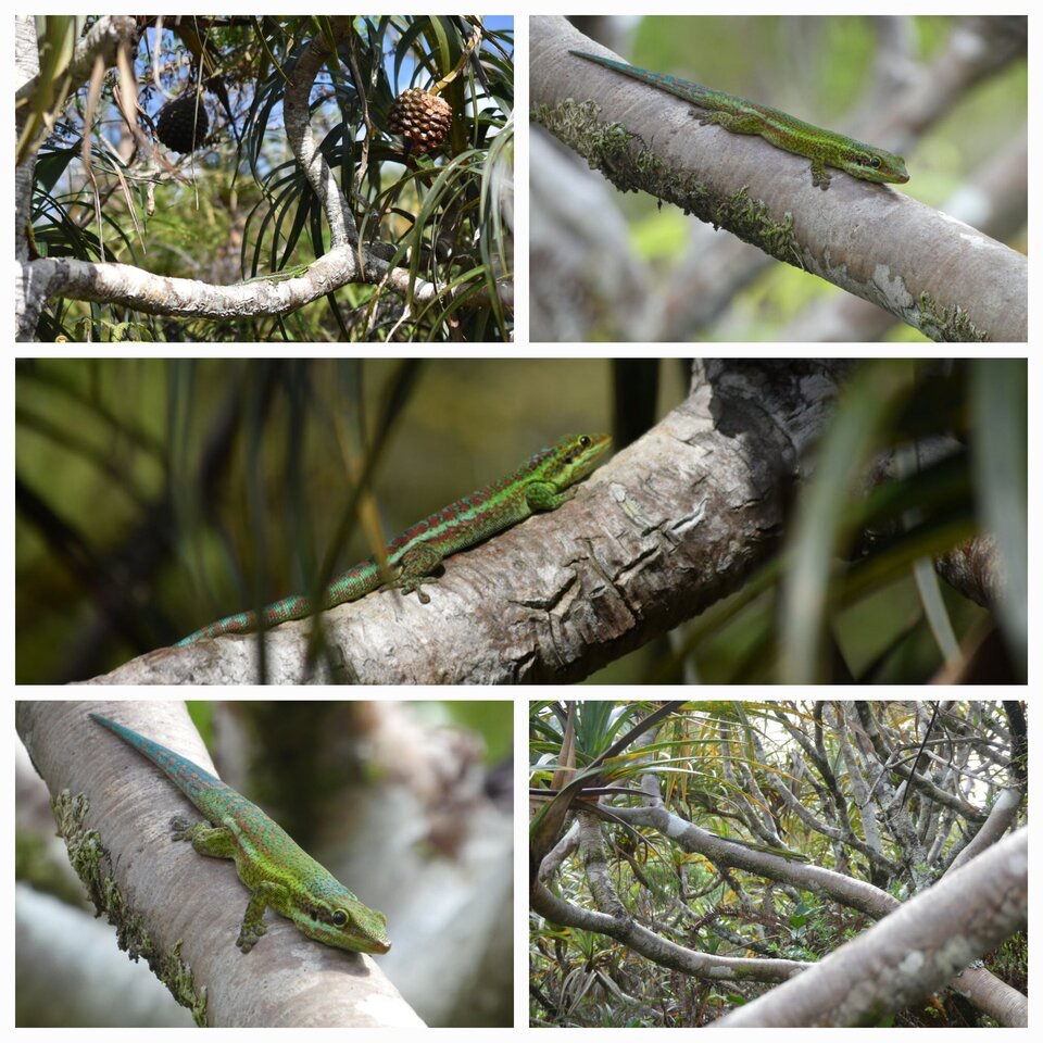 Phelsuma borbonica - Gecko vert des Hauts - GEKKONIDAE - Endemique Reunion - 20230524_130132.jpg