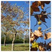 Platanus x hispanica - Platanes sur la N7 de La Plaine des Palmistes - PLATANACEAE - Espece potentiellement Envahissante - 20230524_125936.jpg