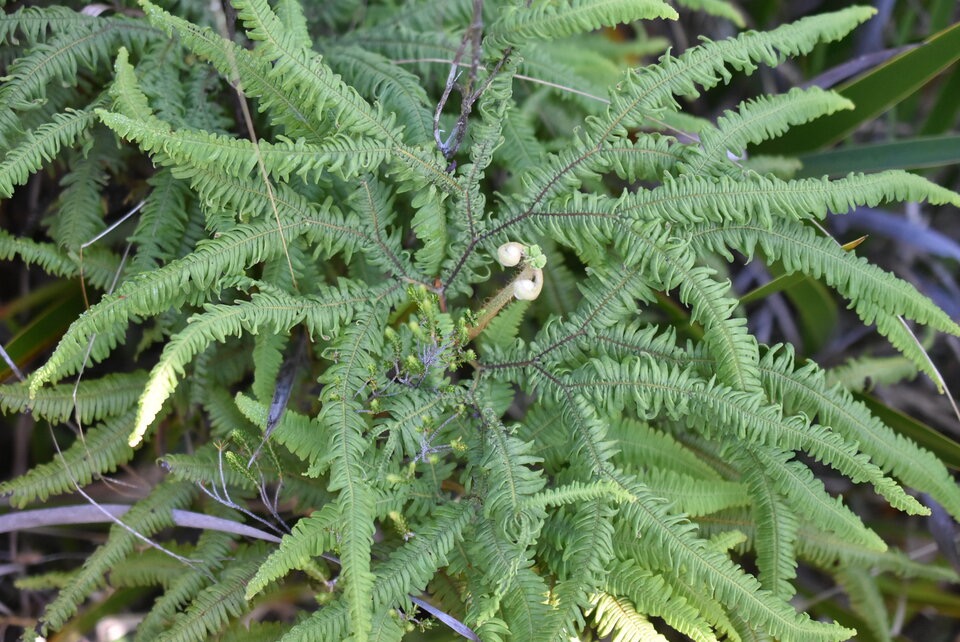 Sticherus flagellaris - Fougere mille-pattes - GLEICHENIACEAE - Endemique region malgache - MB3_2201.jpg