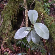 Badula_decumbens-Bois_de_savon-PRIMULACEAE-Endemique_Reunion-MB3_7856.jpg