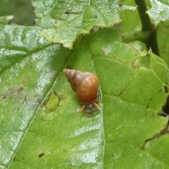 Omphalotropis_rubens-Escargot_chapeau_chinois-ASSIMINEIDAE-Endemique_Reunion-P1090259.jpg