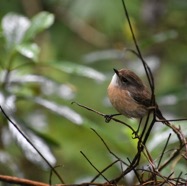 Saxicola_tectes-tec-tec-MUSCICAPIDAE-Endemique_Reunion-MB3_7841.jpg