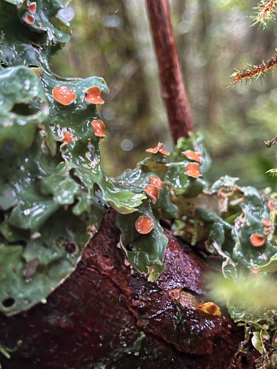 2. Lichen en couleur.jpeg