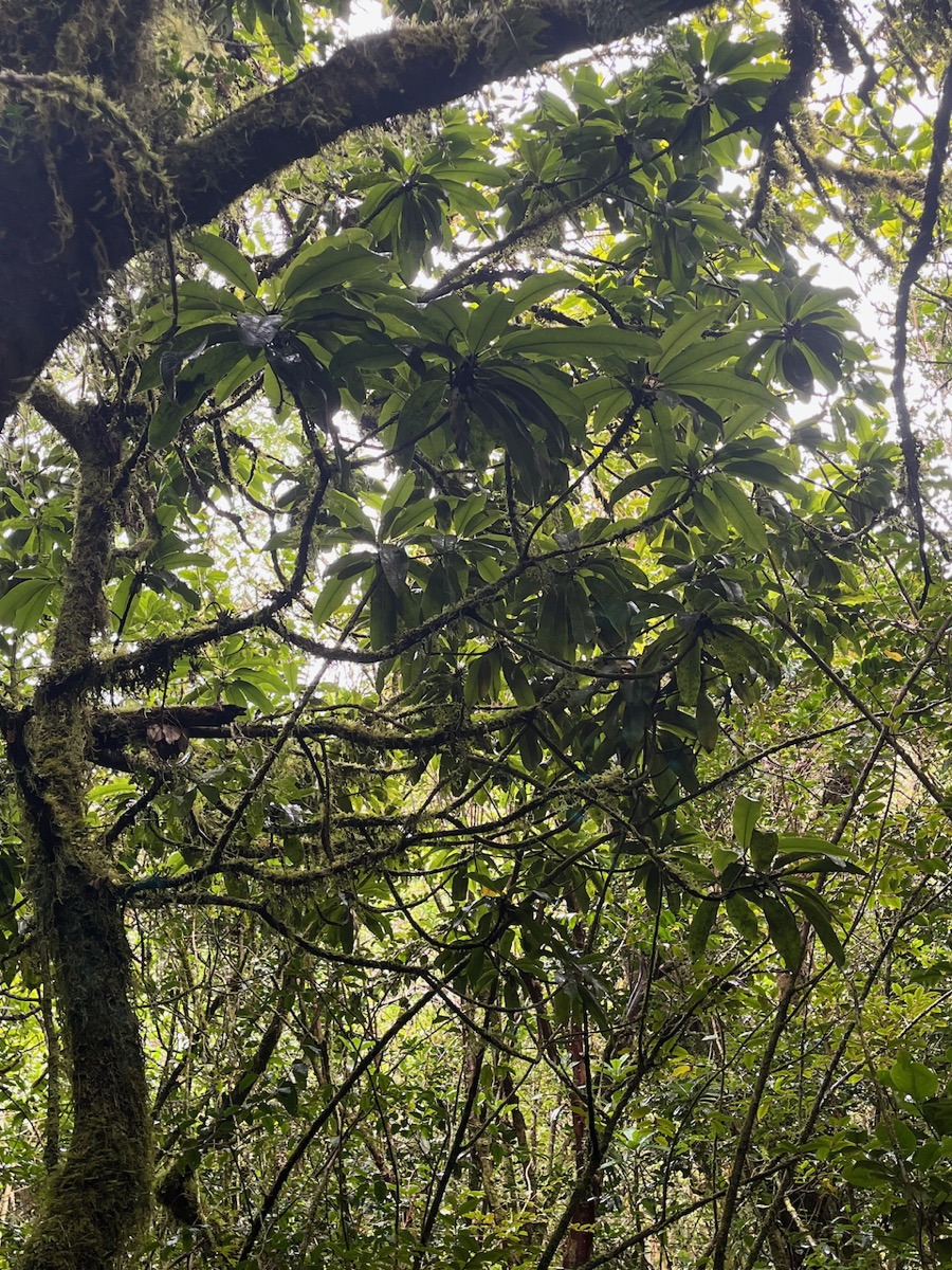 4. Sideroxylon imbricarioides ou Sideroxylon majus - Bois de fer  - Sapotaceae  - Endémique.jpeg