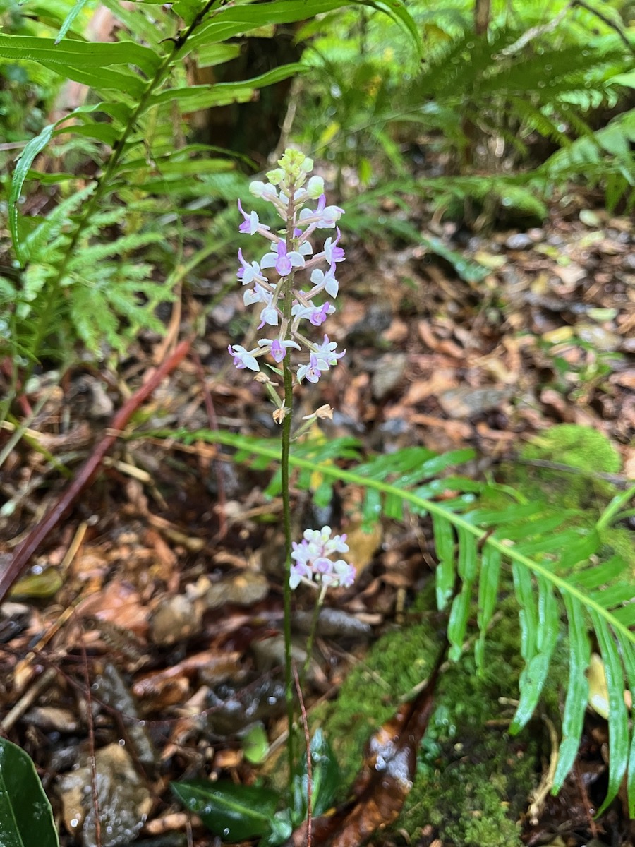 9. Cynorkis ridleyi - Ø - Orchidaceae - indigène Réunion.jpeg