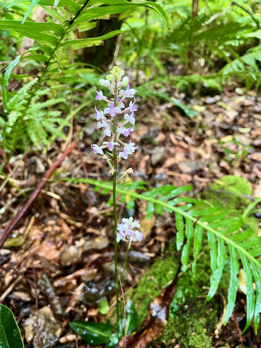 10. Cynorkis ridleyi - Ø - Orchidaceae - indigène Réunion.jpeg