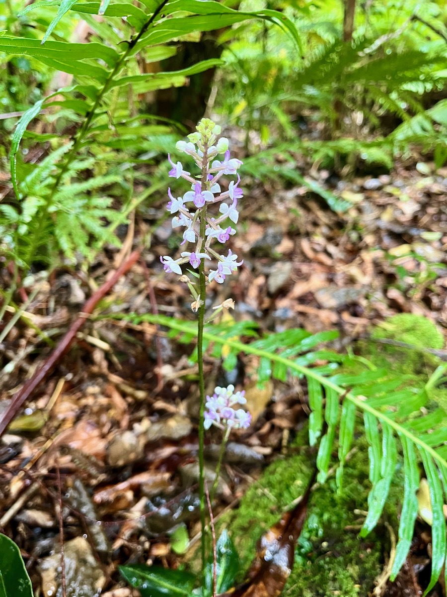 11. Cynorkis ridleyi - Ø - Orchidaceae - indigène Réunion.jpeg