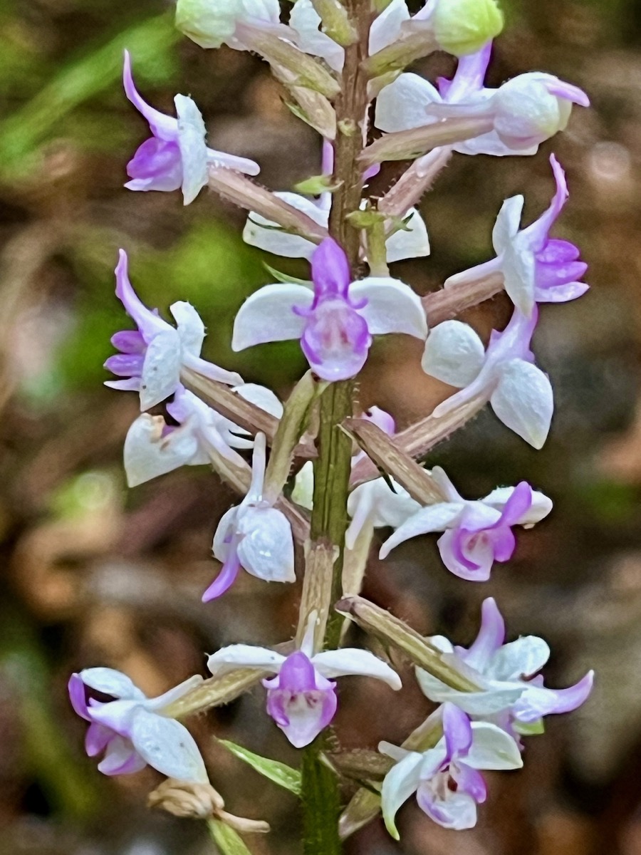 12. Cynorkis ridleyi - Ø - Orchidaceae - indigène Réunion.jpeg