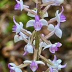 12. Cynorkis ridleyi - Ø - Orchidaceae - indigène Réunion.jpeg