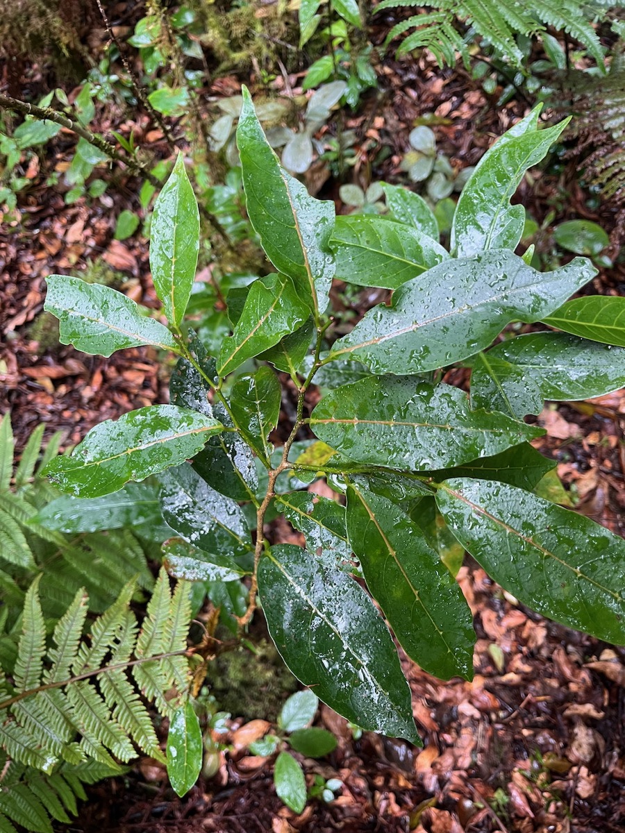 13. Antidesma madagascariense - Bois de cabri (blanc), Euphorbiaceae.jpeg