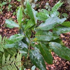 13. Antidesma madagascariense - Bois de cabri (blanc), Euphorbiaceae.jpeg