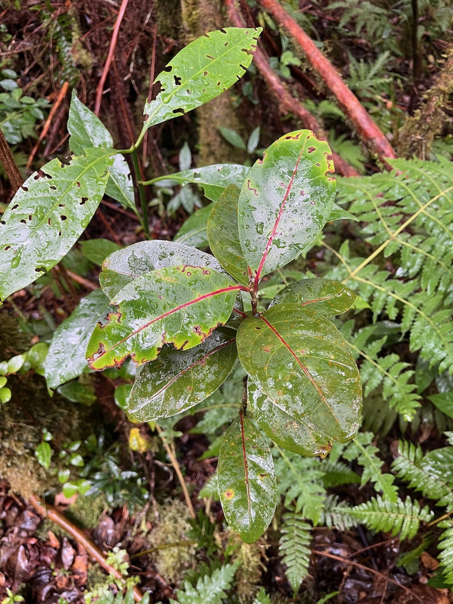 14. Casearia coriacea - Bois de cabri rouge - Flacourtiaceae - endémique de la Réunion et de Maurice..jpeg