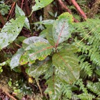 14. Casearia coriacea - Bois de cabri rouge - Flacourtiaceae - endémique de la Réunion et de Maurice..jpeg