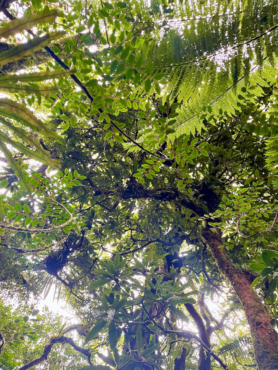 18. Difficile de distinguer (tronc à droite). le feuillage d'un Sideroxylon imbricarioides ou Sideroxylon majus - Bois de fer  - Sapotaceae  - Endémique.jpeg