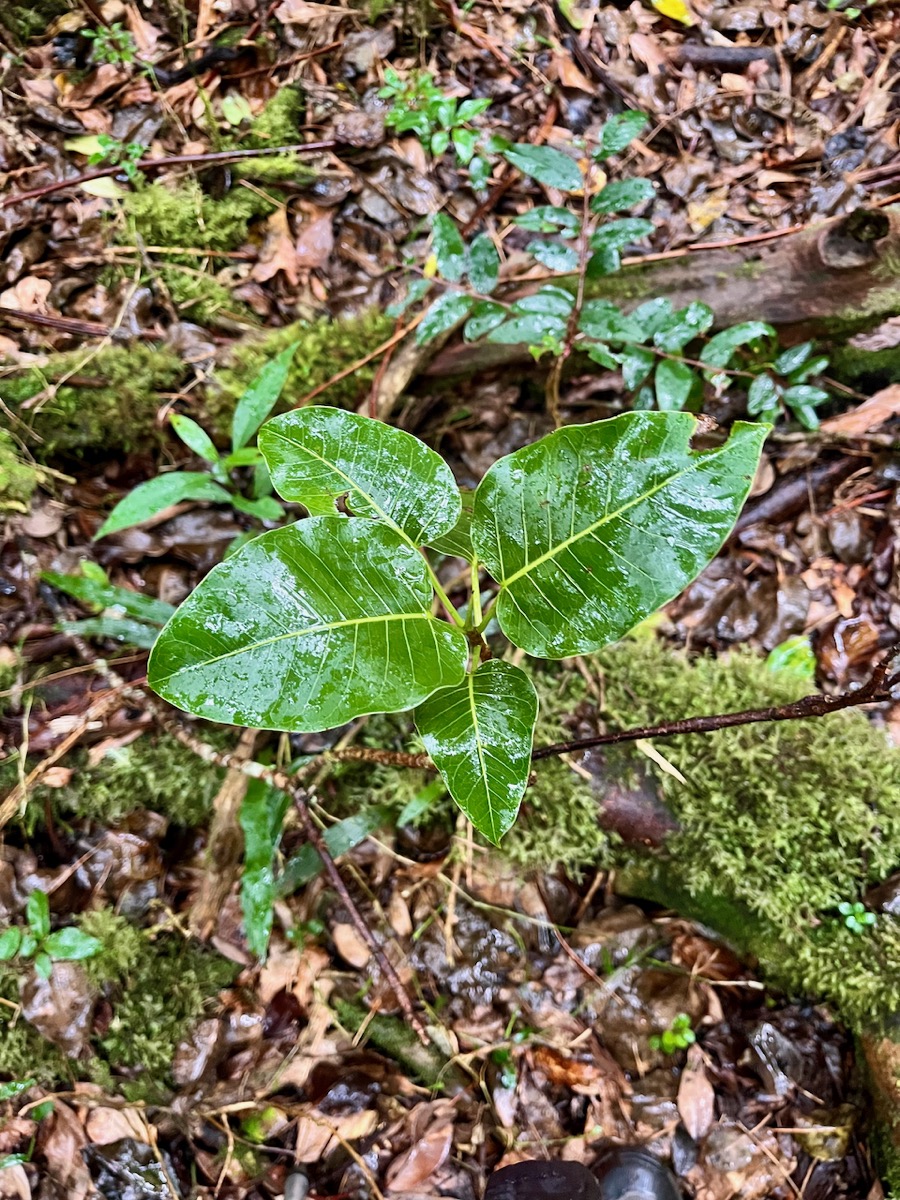 20. Ficus densifolia (juvénile).jpeg