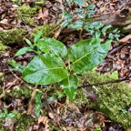 20. Ficus densifolia (juvénile).jpeg