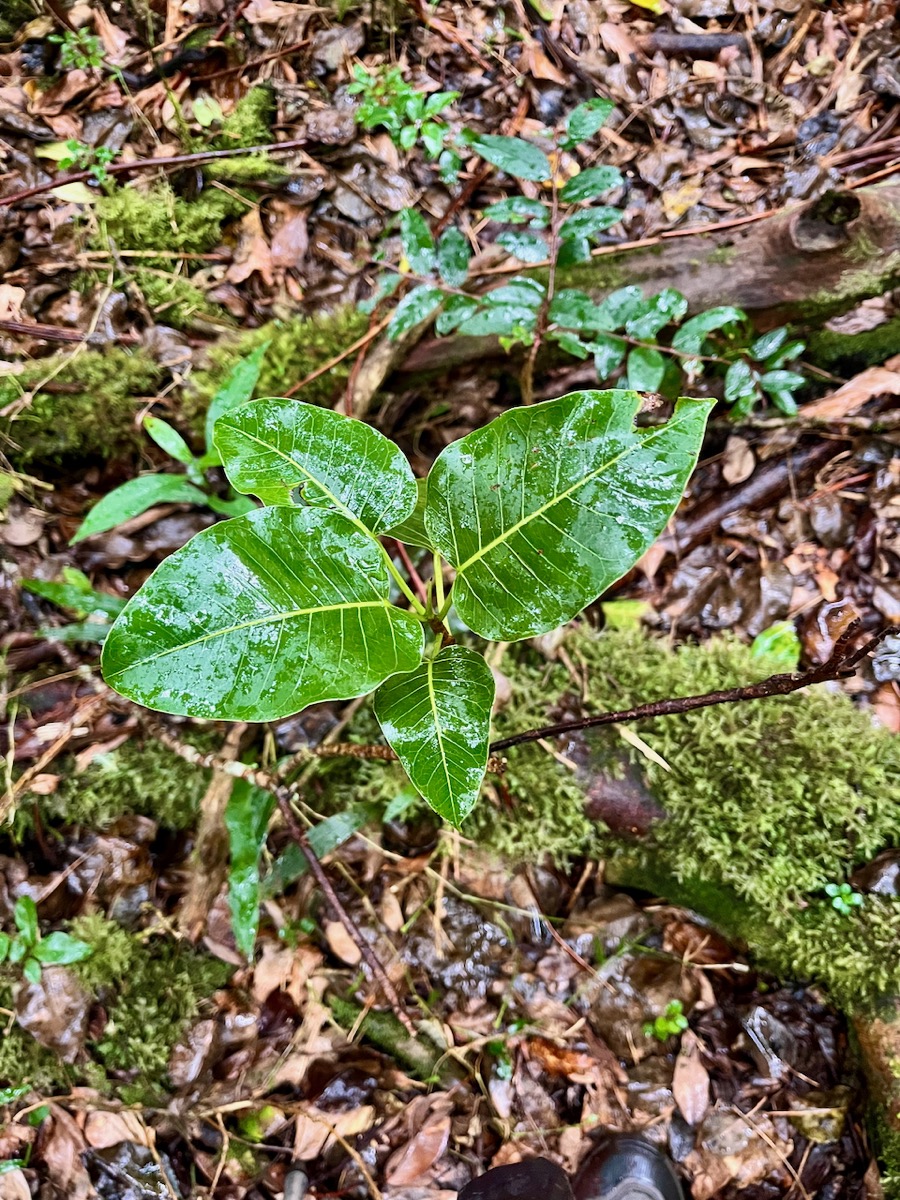 21.Ficus densifolia (juvénile).jpeg