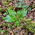 21.Ficus densifolia (juvénile).jpeg