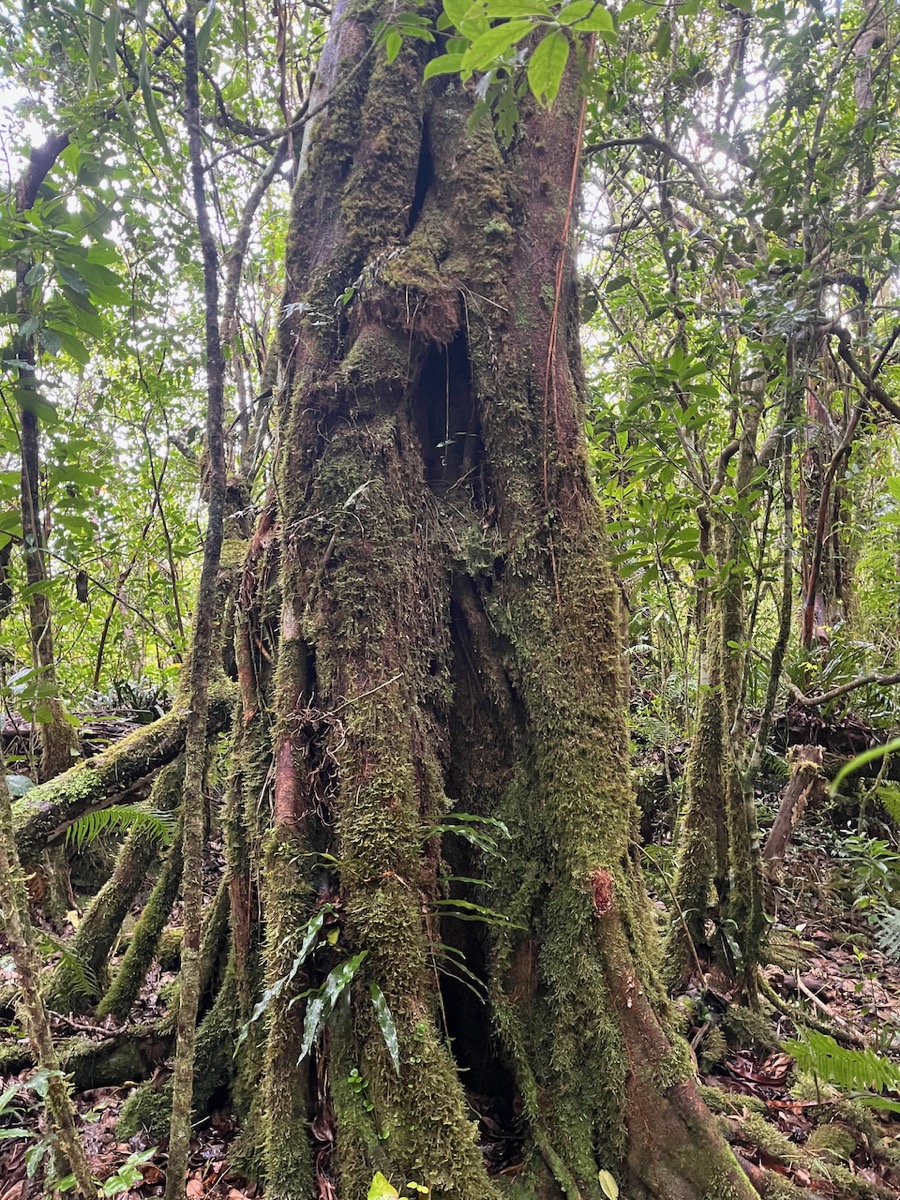 22. ??? Ficus densifolia - Grand Affouche - Moraceae.jpeg