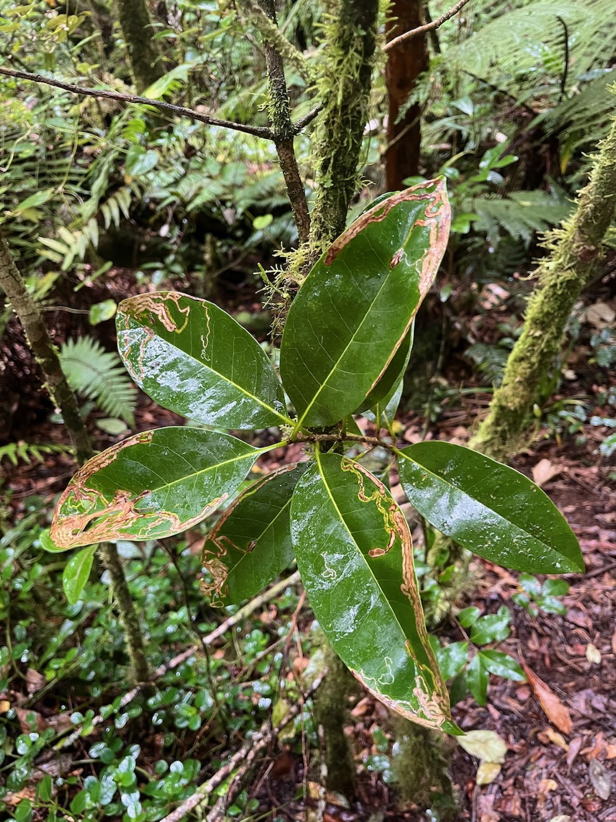 22. Noronhia broomeana <= Chionanthus broomeana - Bois de cœur bleu ; Cœur bleu ; Bois bleu - Oleaceae.jpeg