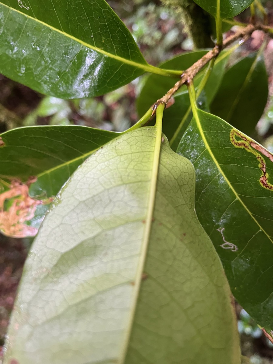 23. Domaties de Noronhia broomeana <= Chionanthus broomeana - Bois de cœur bleu ; Cœur bleu ; Bois bleu - Oleaceae.jpeg