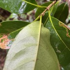 23. Domaties de Noronhia broomeana <= Chionanthus broomeana - Bois de cœur bleu ; Cœur bleu ; Bois bleu - Oleaceae.jpeg