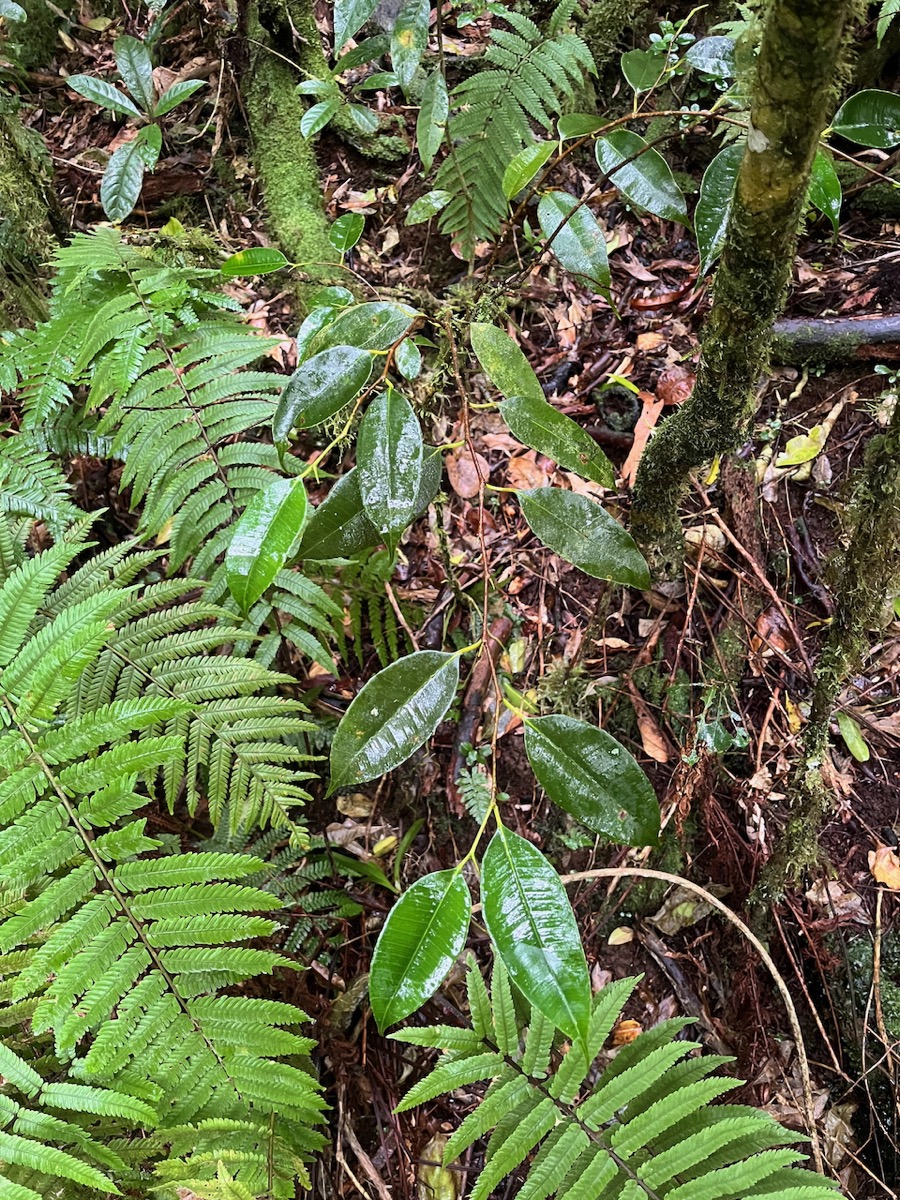 24. Maillardia borbonica - Bois de sagaie ou  Bois de maman - MORAC.  endémique.jpeg