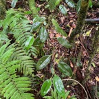 24. Maillardia borbonica - Bois de sagaie ou  Bois de maman - MORAC.  endémique.jpeg