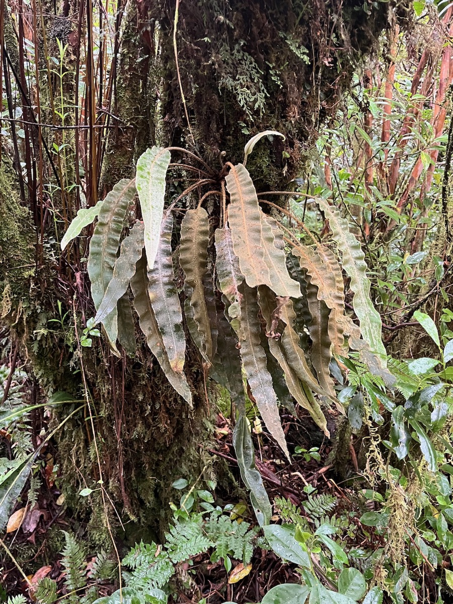 27. Elaphoglossum splendens (Bory ex Willd.) Brack. - - Dryopteridaceae - Endémique La Réunion et Maurice.jpeg