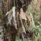 27. Elaphoglossum splendens (Bory ex Willd.) Brack. - - Dryopteridaceae - Endémique La Réunion et Maurice.jpeg