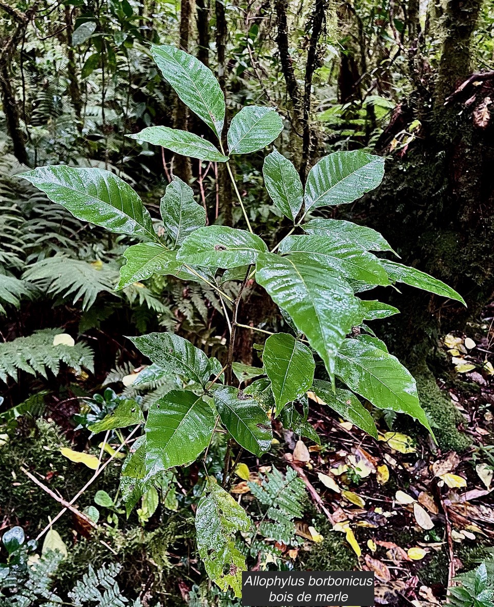 Allophylus borbonicus.bois de merle.sapindaceae.endémique Réunion Maurice Rodrigues..jpeg