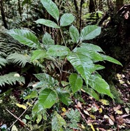 Allophylus borbonicus.bois de merle.sapindaceae.endémique Réunion Maurice Rodrigues..jpeg