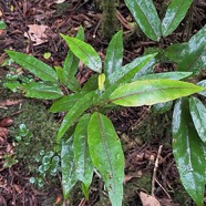 Antidesma madagascariense. Bois de cabri blanc.phyllanthaceae.indigène Réunion. (1).jpeg