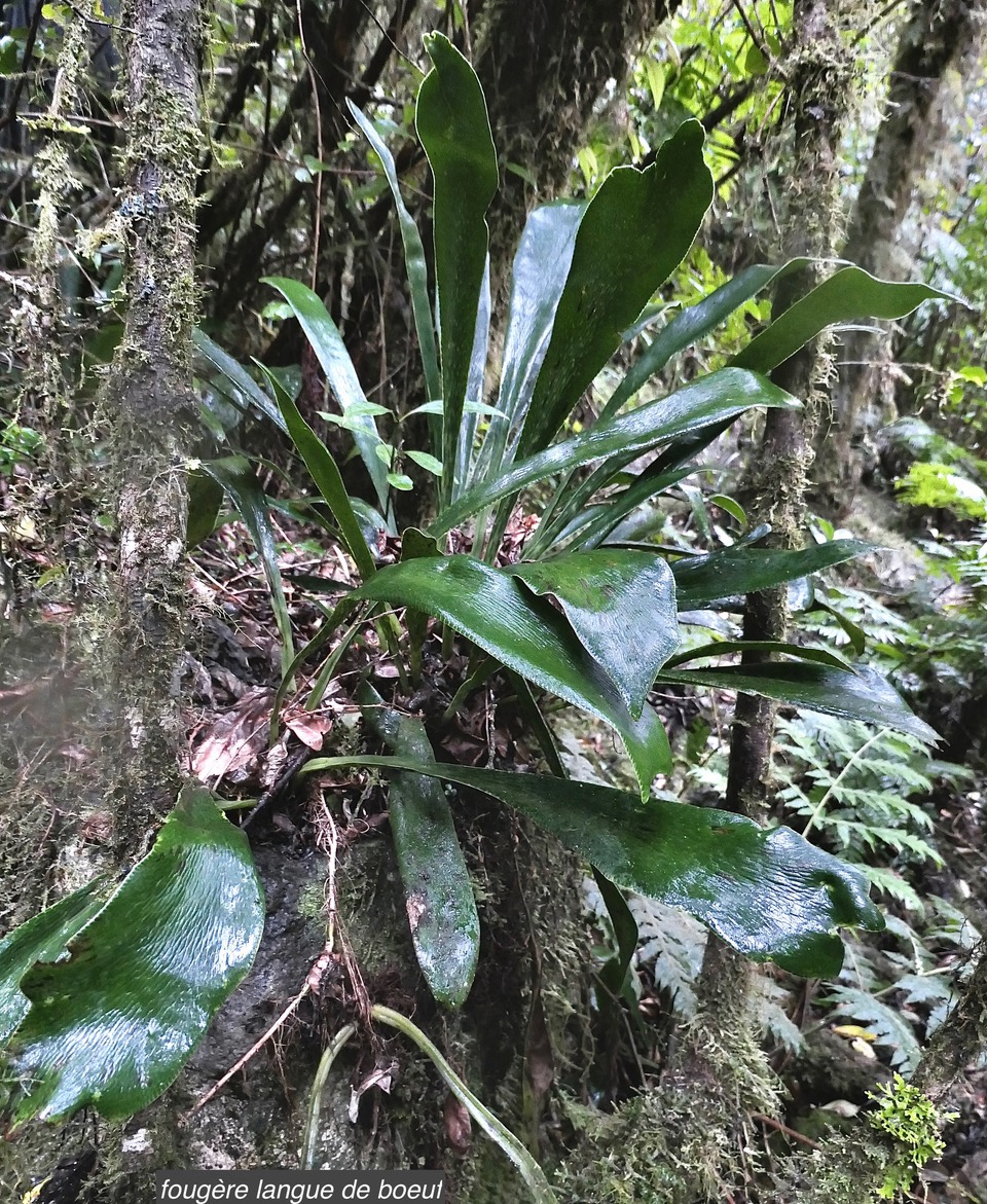 Antrophyopsis boryana.(Antrophyum boryanum ).fougère langue de boeuf .pteridaceae.endémique Madagascar Comores et Mascqareignes.-1.jpeg