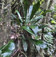 Antrophyopsis boryana.(Antrophyum boryanum ).fougère langue de boeuf .pteridaceae.endémique Madagascar Comores et Mascqareignes.-1.jpeg