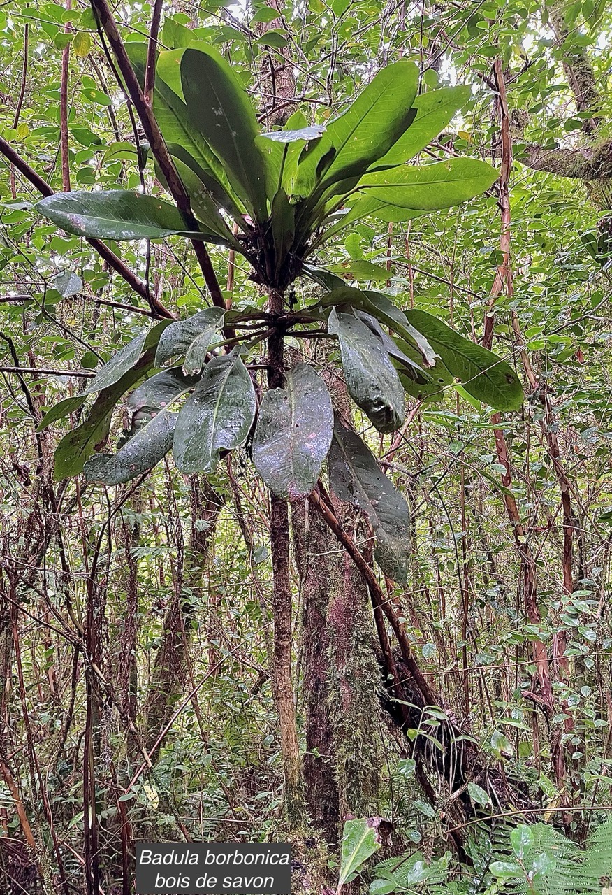 Badula borbonica  var macrophylla.Bois de savon .primulaceae. Endémique Réunion.jpeg