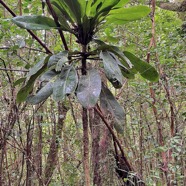 Badula borbonica  var macrophylla.Bois de savon .primulaceae. Endémique Réunion.jpeg