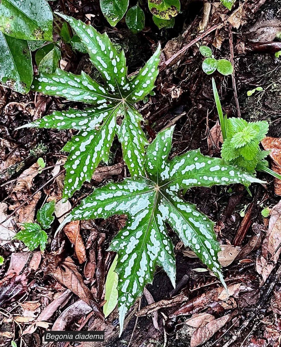 Begonia diadema.begoniaceae.espèce envahissante..jpeg